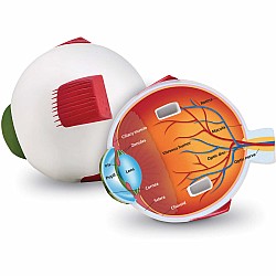 Cross-section Eye Model