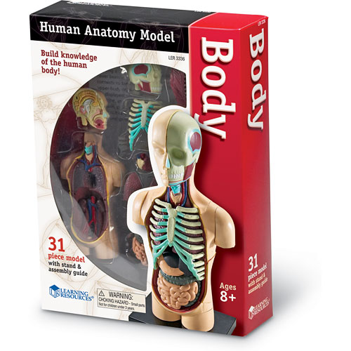 Learning Resources LER3336 Anatomy Model Human Body 