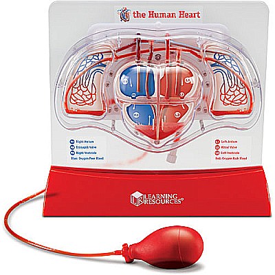 Pumping Heart Model