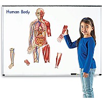 Double-sided Magnetic Human Body