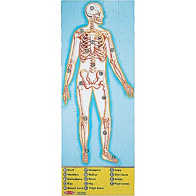 Human Body Floor (100 pc)