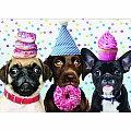 6807Gl_Partydogs_Birthday_190726