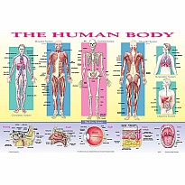 Human Body Placemat