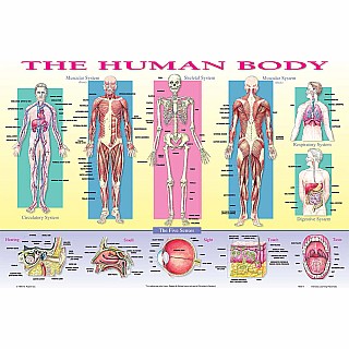 Human Body Placemat