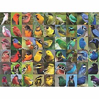 NY Puzzle Rainbow of Birds 1000pc