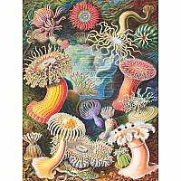 NY Puzzle Sea Anemones 1000pc