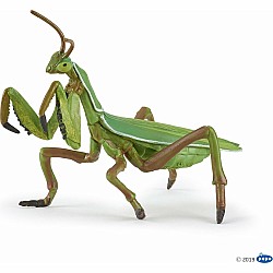 Praying Mantis