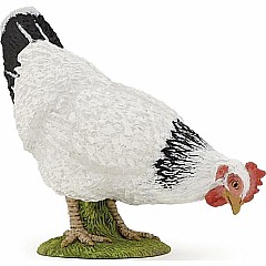 Pecking White Hen