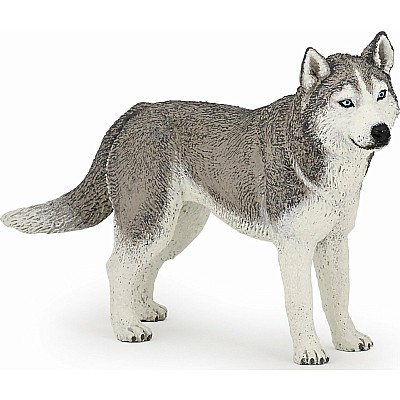 Siberian Husky