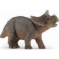 Young Triceratops
