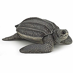 Leatherback Turtle