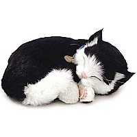 Black and White Domestic Shorthair Cat