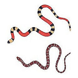 Club Earth Mega Stretch Snake  (assorted)