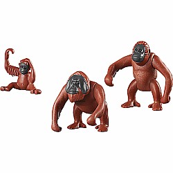 Orangutan Family *D*