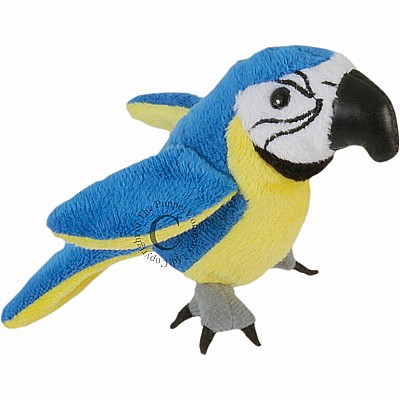 Blue  Gold Macaw