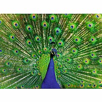 500 pc- Peacock Puzzle 
