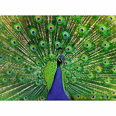 Peacock Puzzle (500 pc)