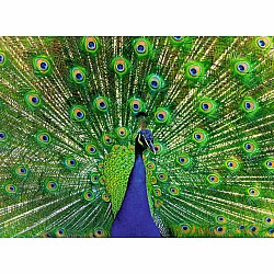 Ravensburger "Peacock" (500 pc Puzzle)