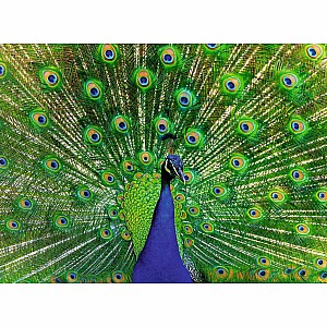 Peacock Puzzle (500 pc)