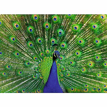 Ravensburger "Peacock" (500 pc Puzzle)