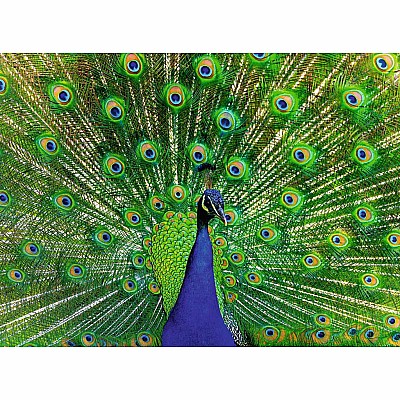 Peacock Puzzle (500 pc)