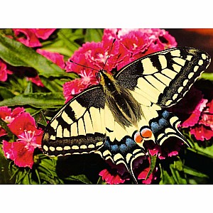 Butterfly Puzzle (500 pc)