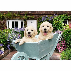 Golden Retriever Puzzle (200 pc)