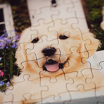 Ravensburger "Golden Retriever" (200 pc XL Puzzle)