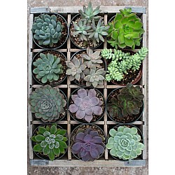 Puzzle Moment: Green (300 pc Puzzle)