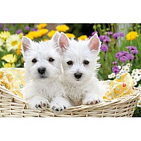 West Highland White Terriers 