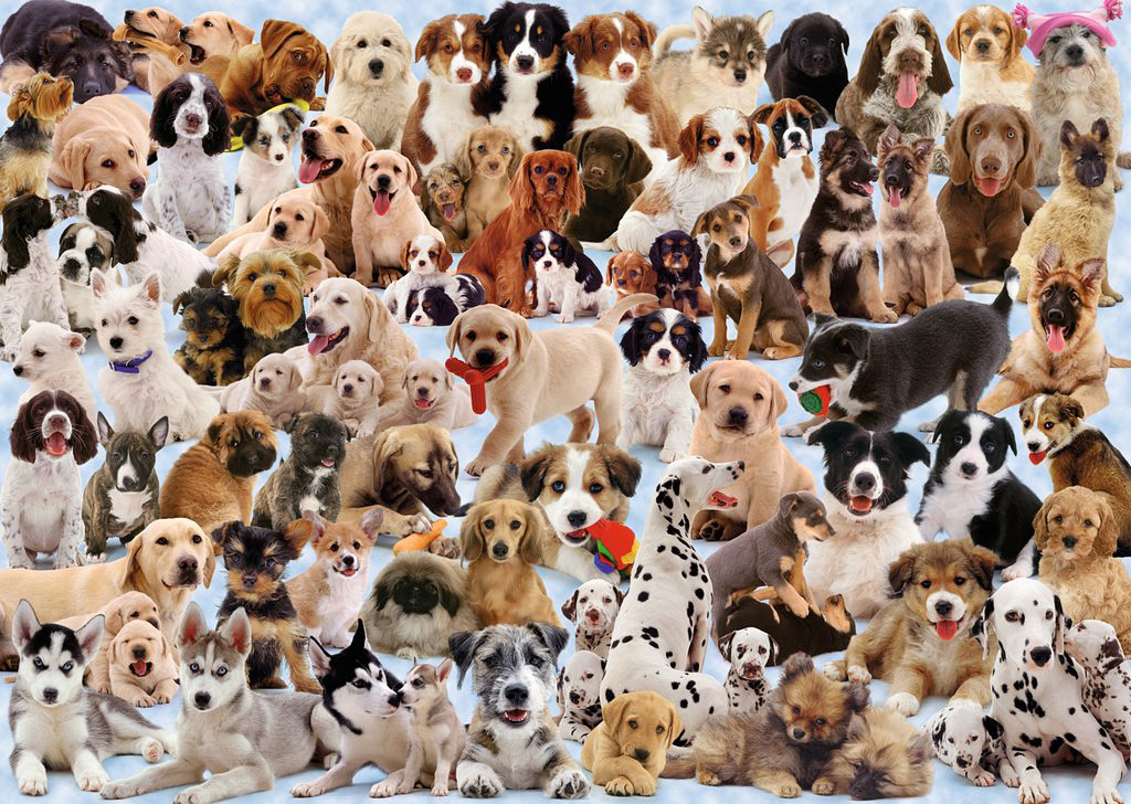 Dogs Galore! 1000 Pc Puzzle
