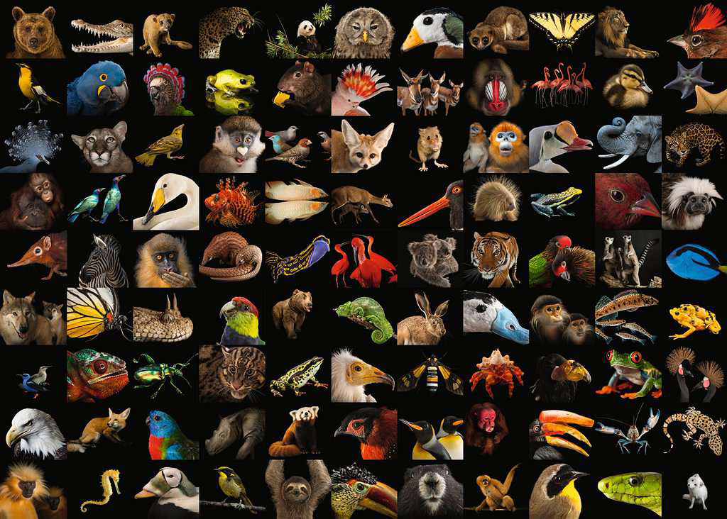 99 Stunning Animals 1000 Pieces