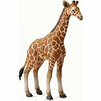 Reticulated Giraffe Calf