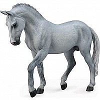 Grey Trakehner Stallion