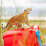 Jaguar Figure
