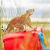 Jaguar Figure