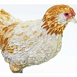 Ameraucana Chicken Toy