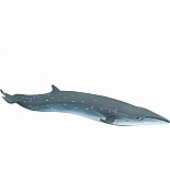 Sei Whale Toy