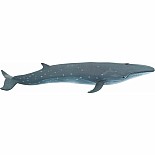 Sei Whale Toy
