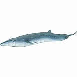 Sei Whale Toy