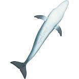 Sei Whale Toy