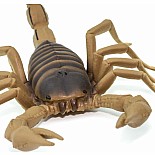 Scorpion Toy