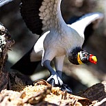 King Vulture
