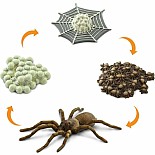 Life Cycle of a Spider