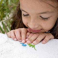 Day Geckos-Good Luck Minis® (sold individually)