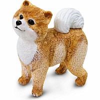 Pomeranian