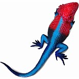 Mwanza Flat-Headed Rock Agama Toy Figure