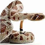 Western Diamondback Rattlesnake Toy