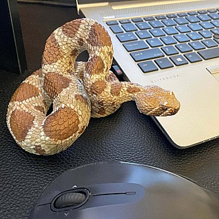 Western Diamondback Rattlesnake Toy