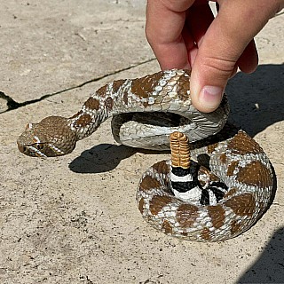 Western Diamondback Rattlesnake Toy